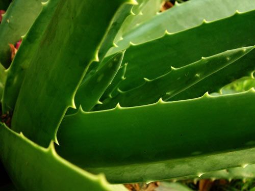aloe-vera