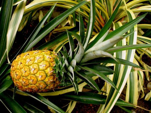 ananas