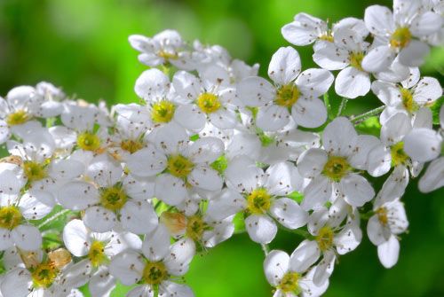 floare