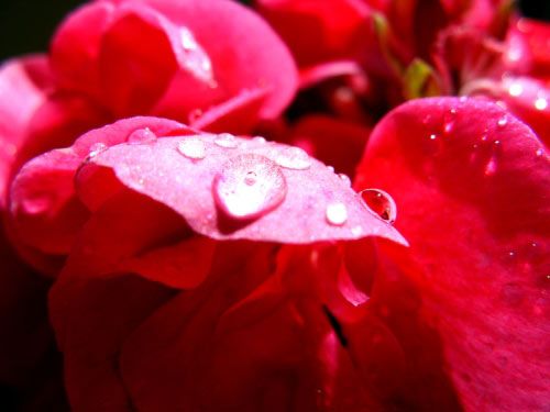 floare10