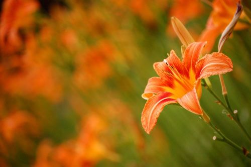 floare11