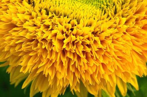 floare12