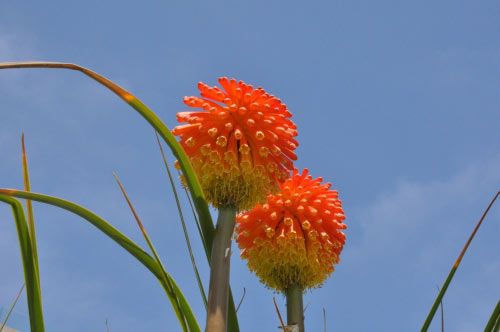 floare17