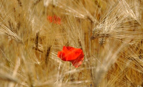 floare19