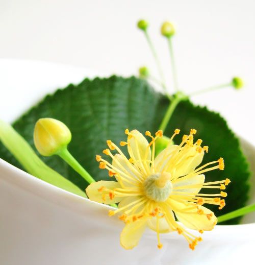 floare2