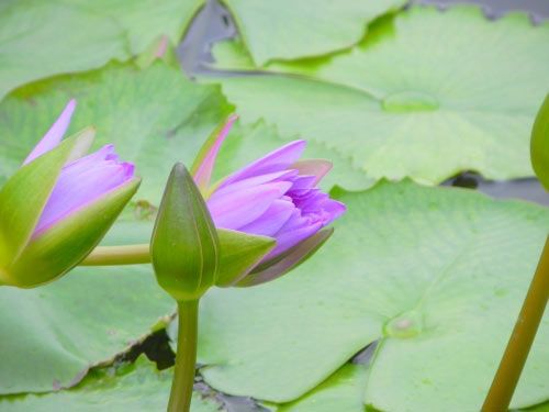 floare20