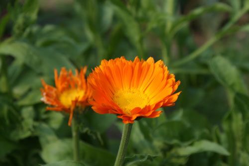 floare22