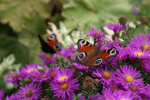 floare26