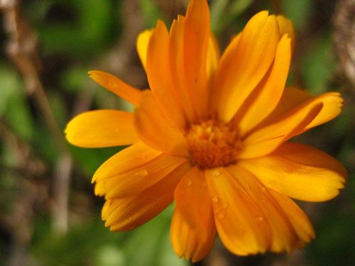 floare28
