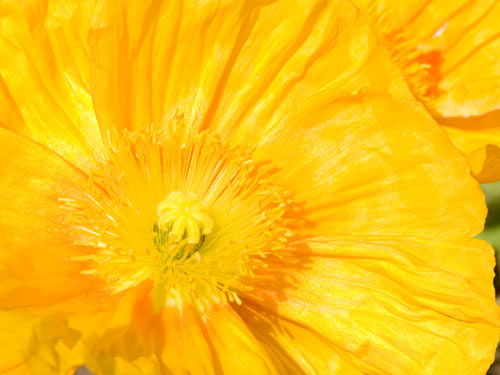 floare29