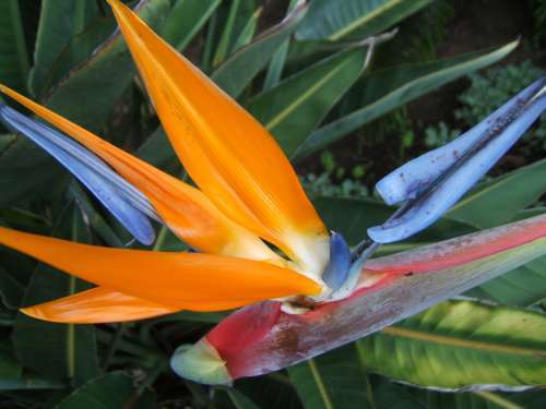 floare32