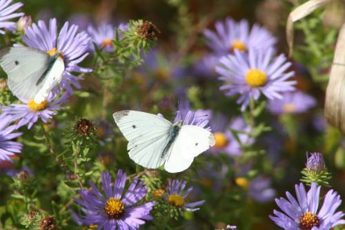 floare33