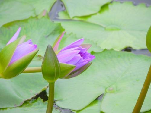 floare38