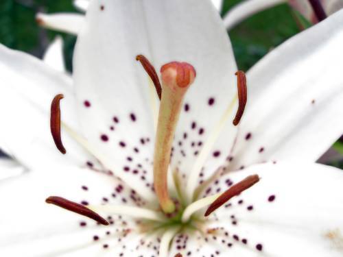 floare40