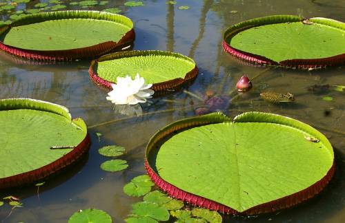 floare43