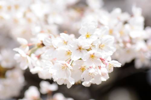 floare44