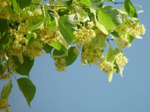 floare45