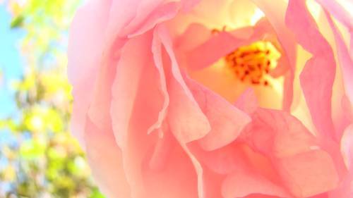 floare46