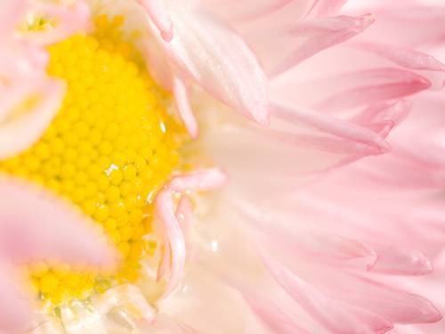 floare47