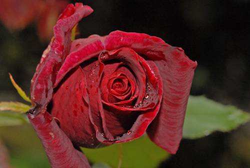 floare50