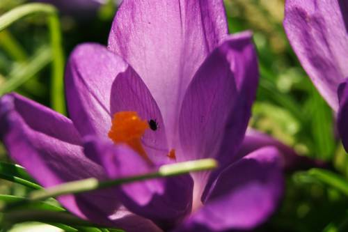 floare53