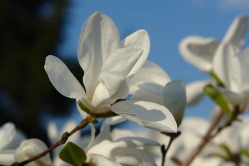 floare55
