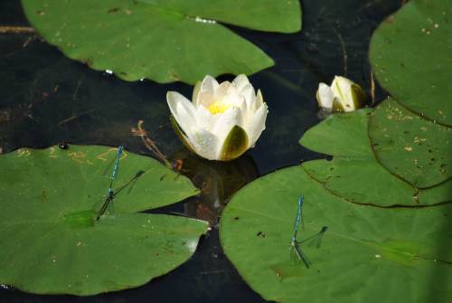 floare56