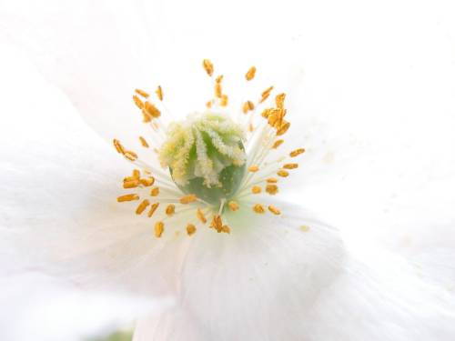 floare57