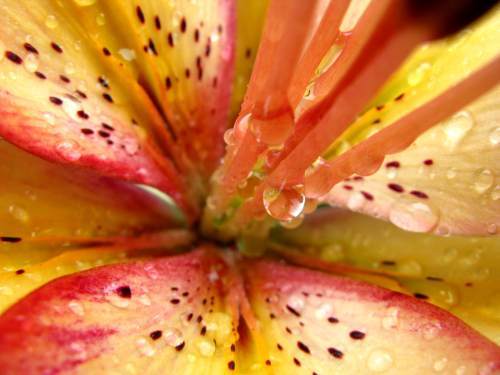 floare60