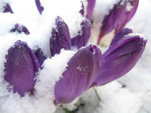 floare62