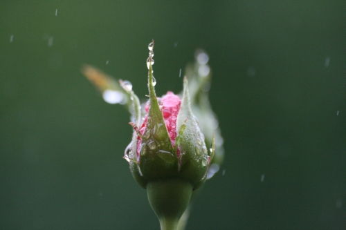 floare7