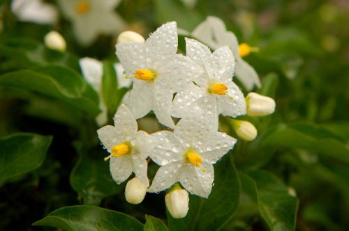 floare8