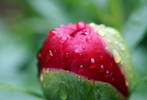 floare9