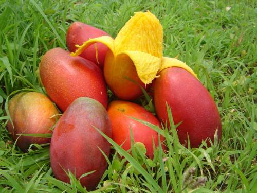 fructe-mango