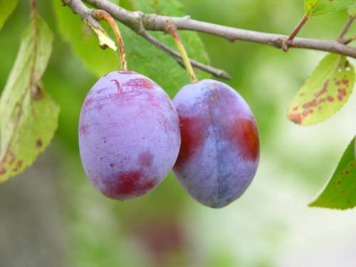 fructe-prune