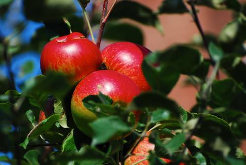 fructe20