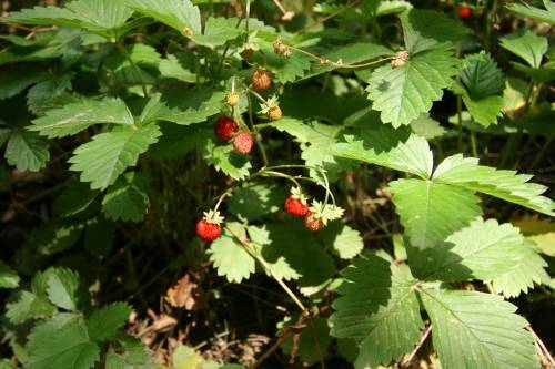 fructe21