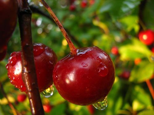 fructe5