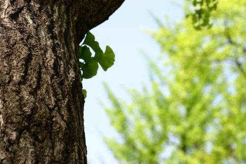 ginkgo