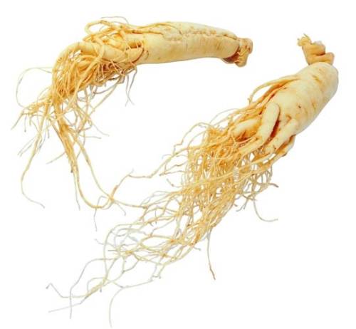 ginseng