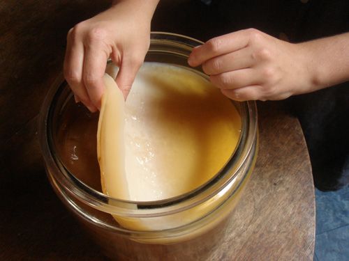 kombucha