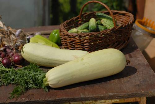 legume6