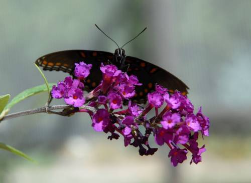 natura49