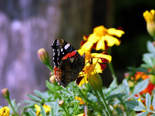 natura5