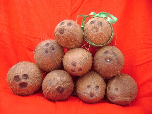 nuci-de-cocos