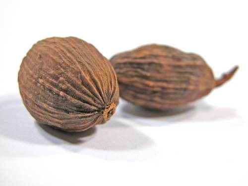 nucsoara