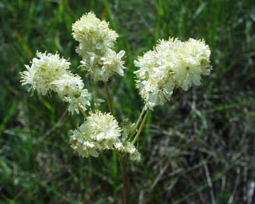 aglica1