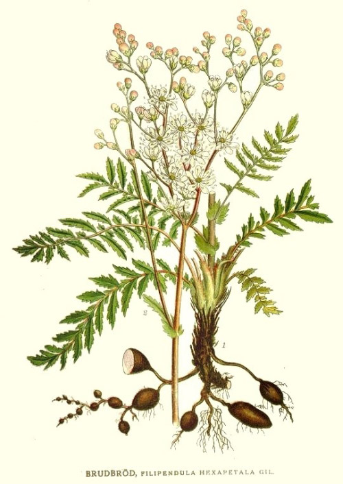 aglica2