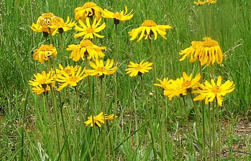 arnica1