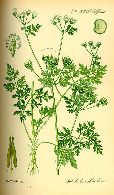 asmatui2